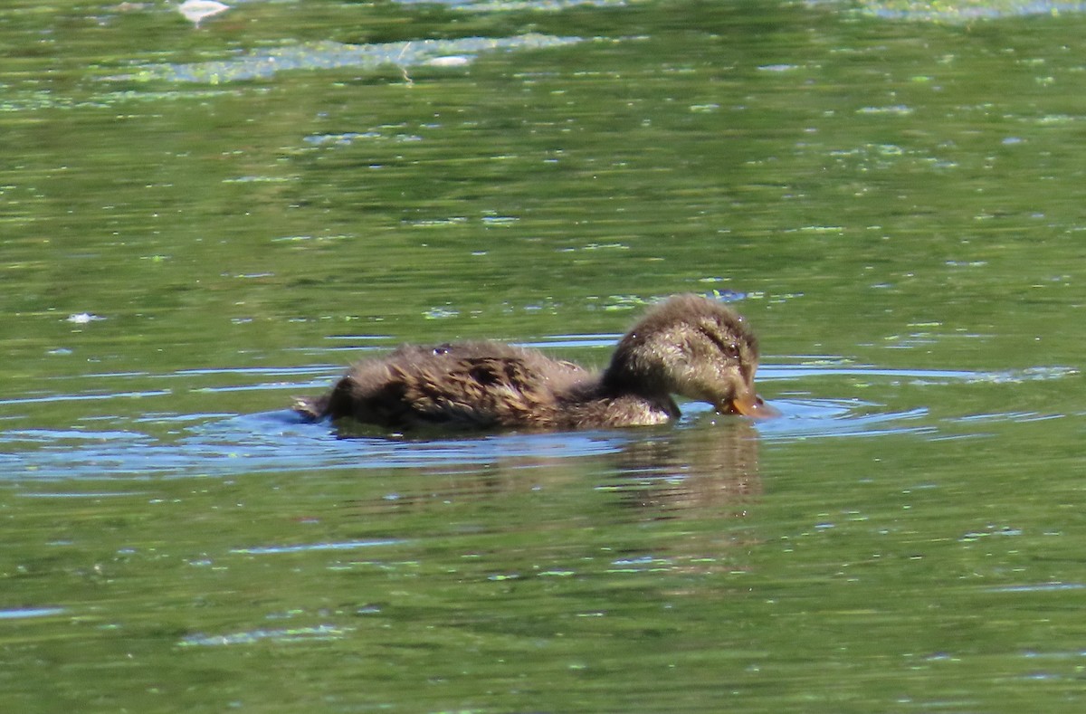 Mallard - ML640705788