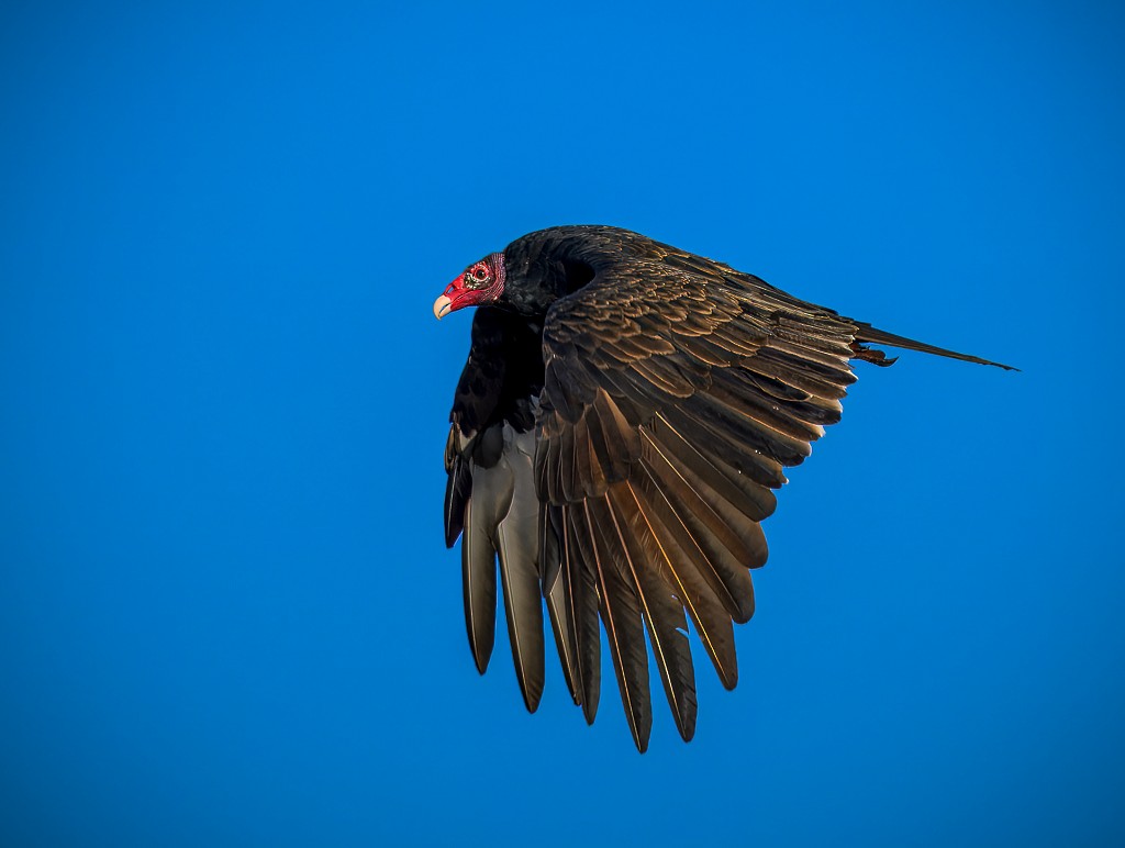 Turkey Vulture - ML640705792