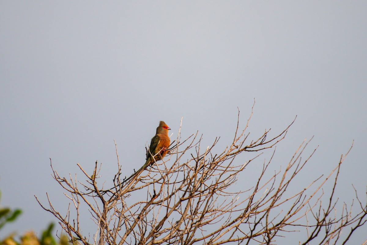 Red-faced Mousebird - ML640705799