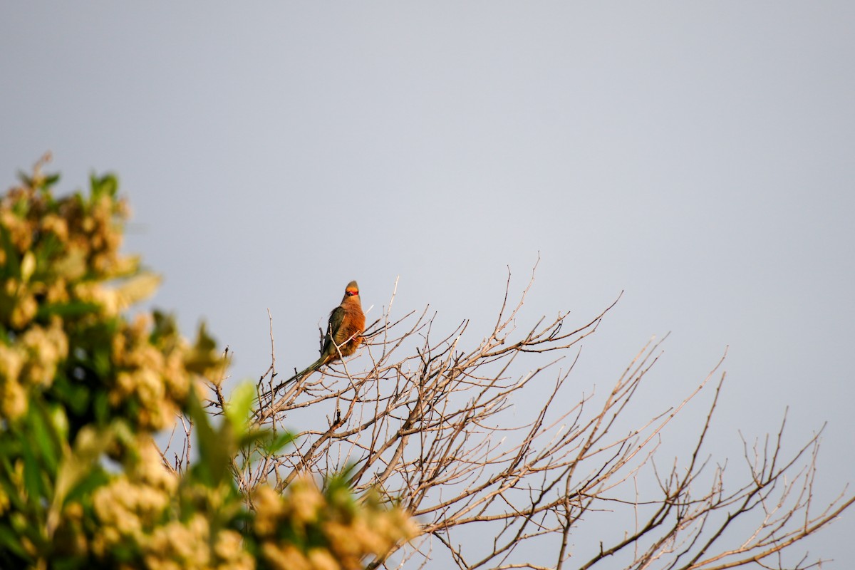 Red-faced Mousebird - ML640705800