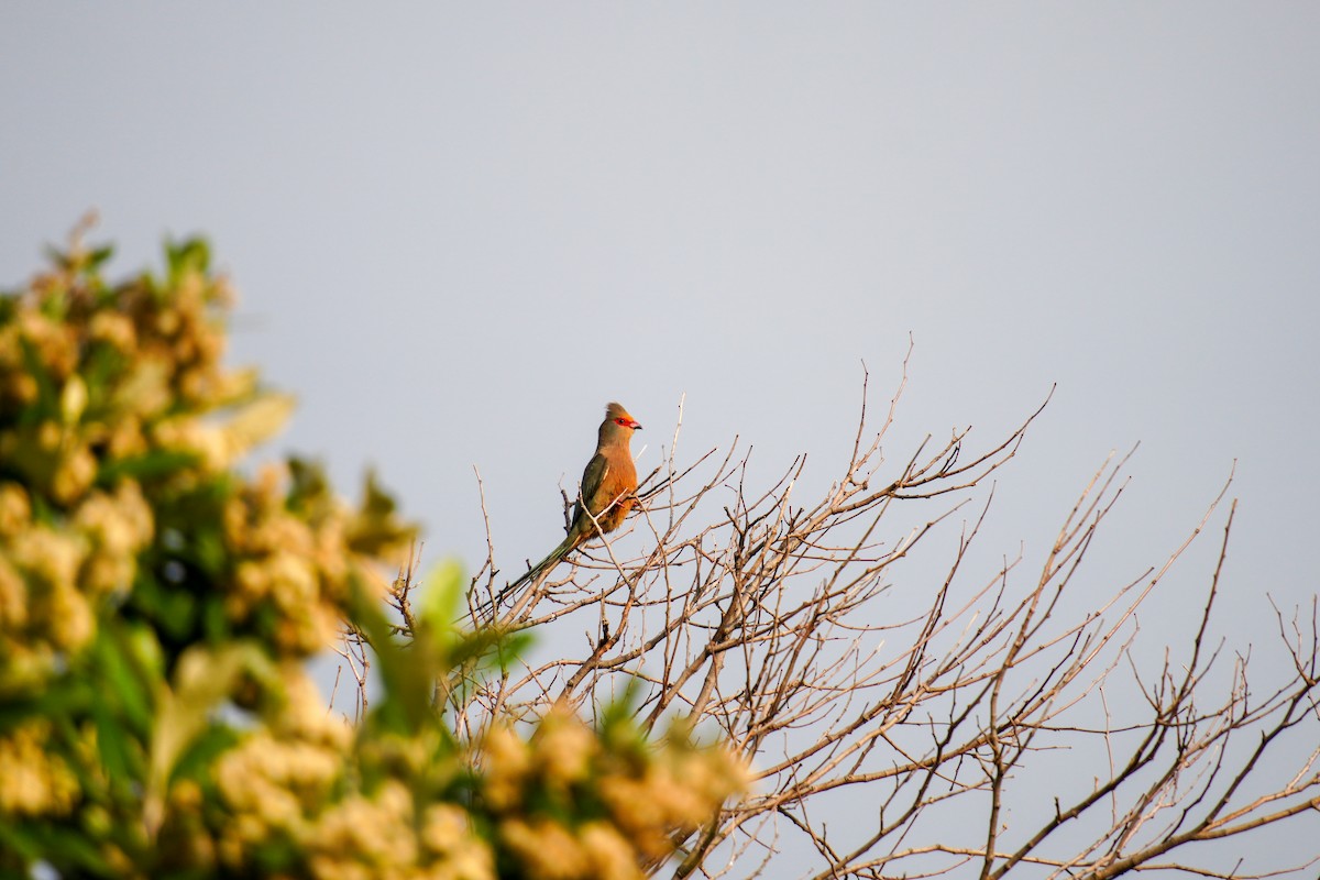 Red-faced Mousebird - ML640705801
