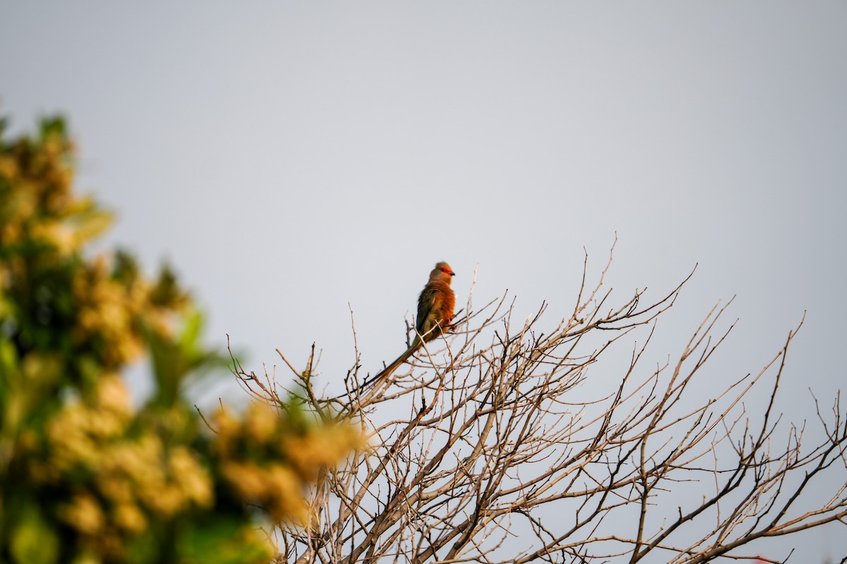 Red-faced Mousebird - ML640705802