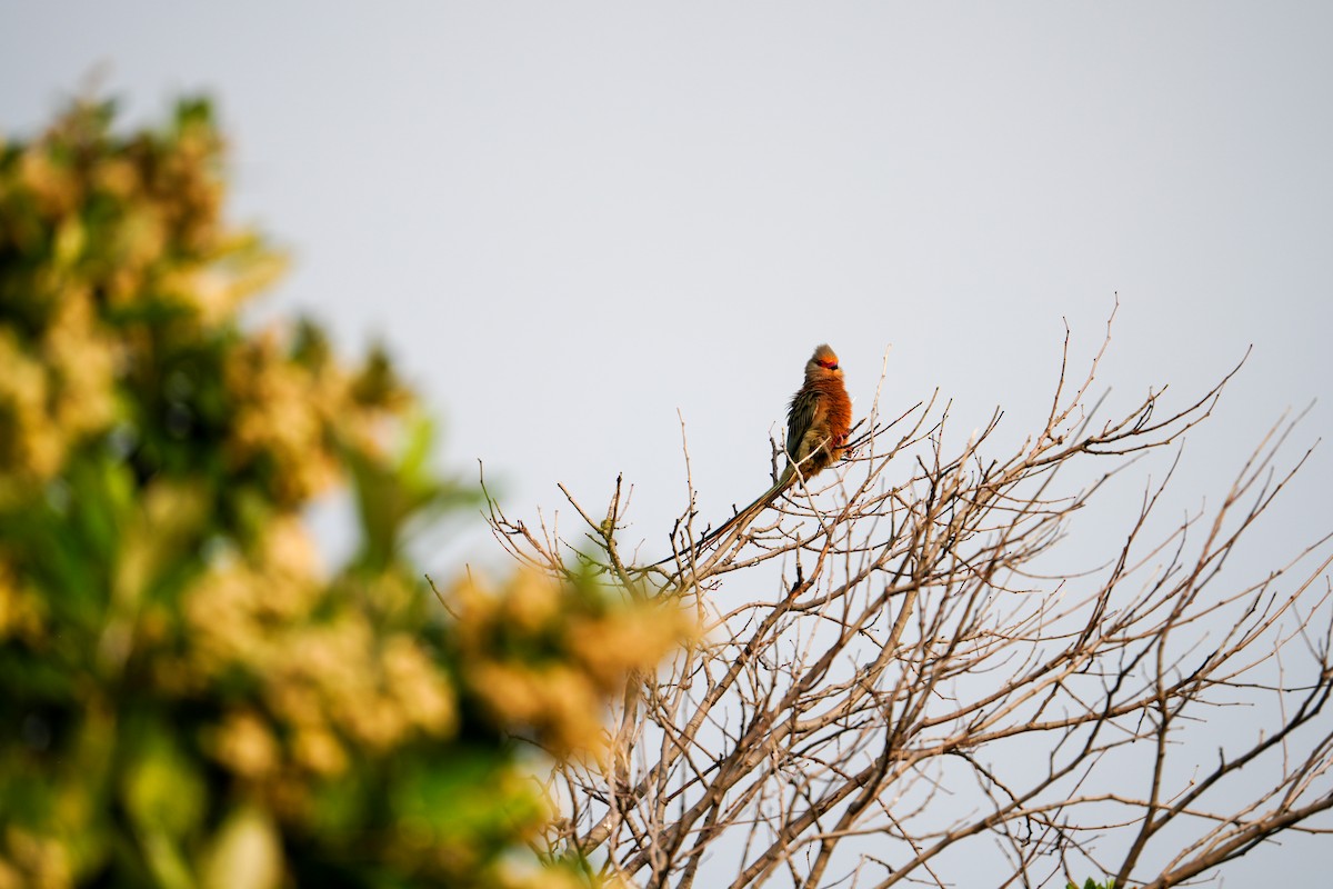 Red-faced Mousebird - ML640705803