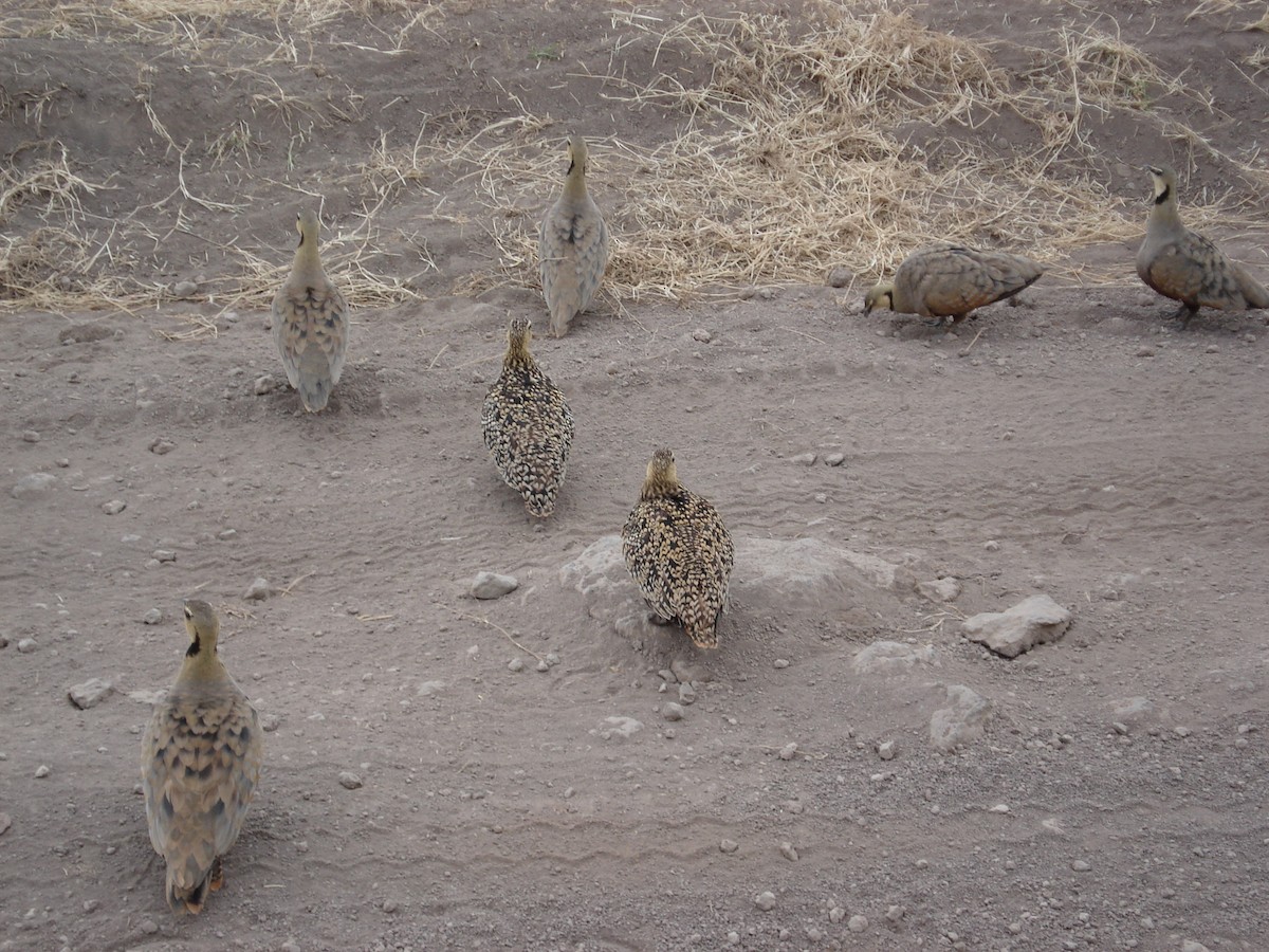 Yellow-throated Sandgrouse - ML640705806