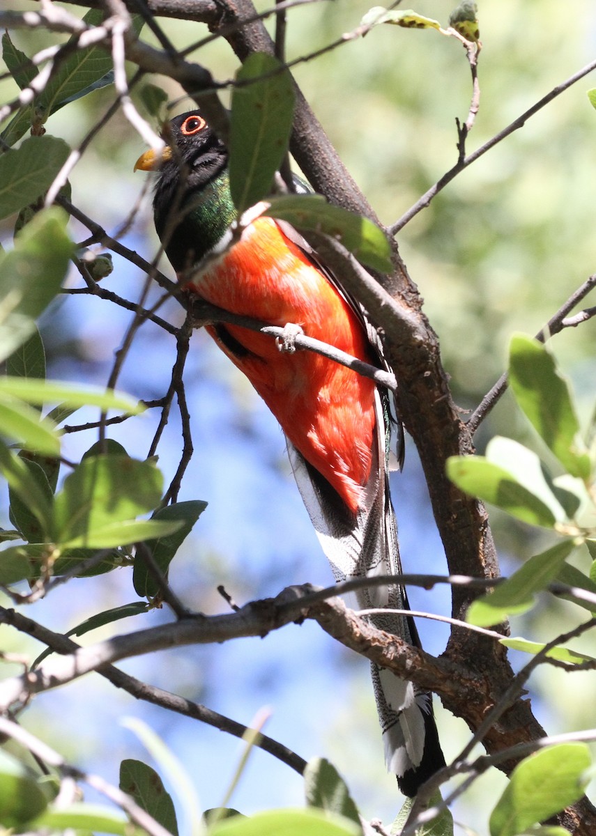 Trogon élégant - ML64070581