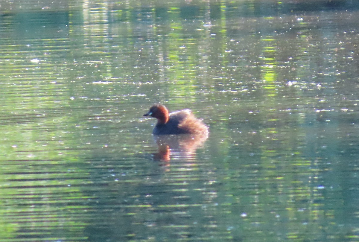 Little Grebe - ML640705813