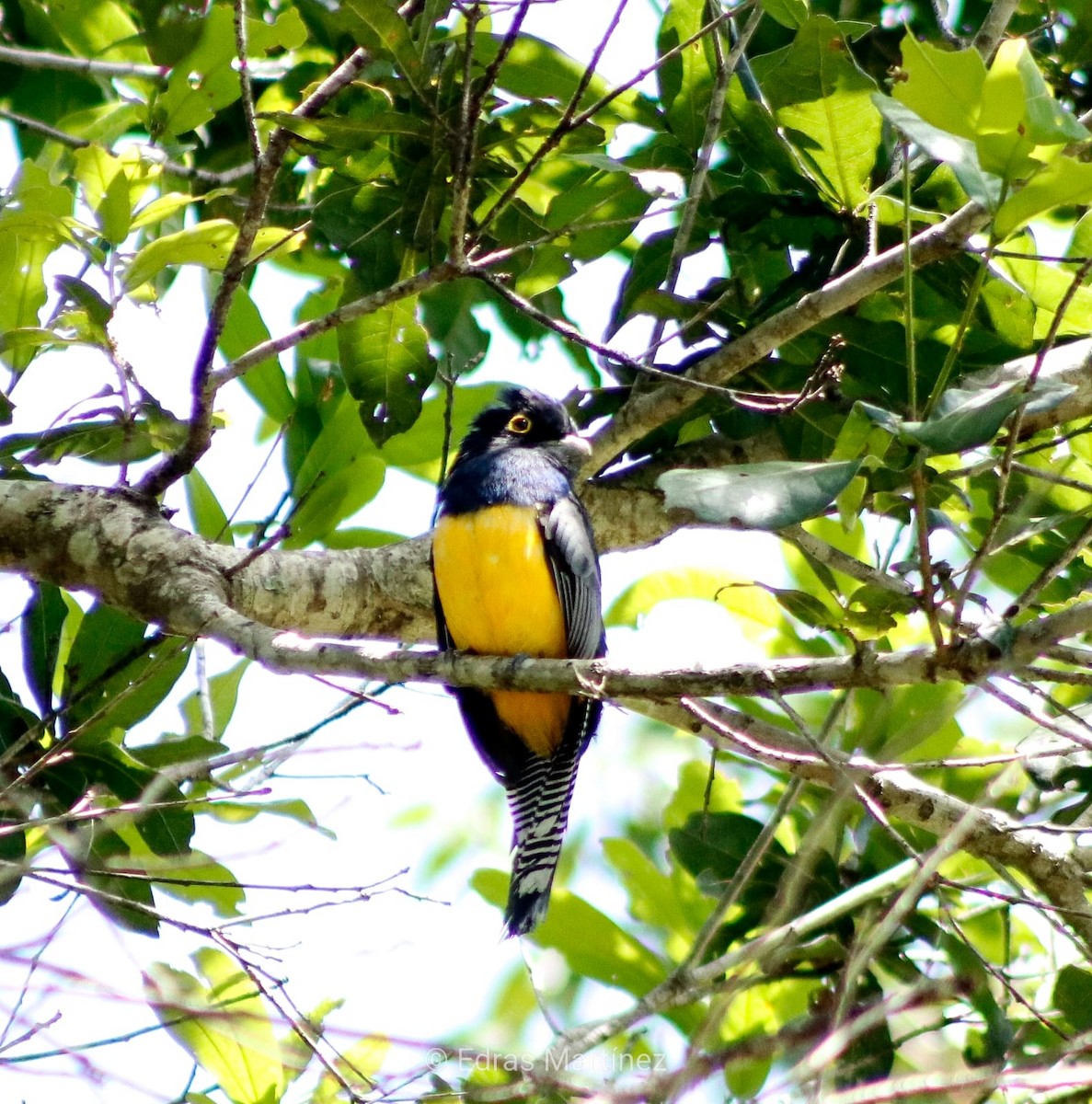 Gartered Trogon - ML640705835