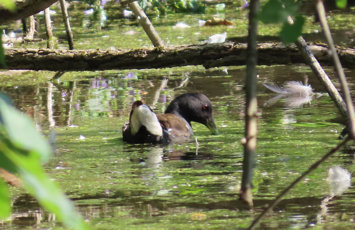 Eurasian Moorhen - ML640705840