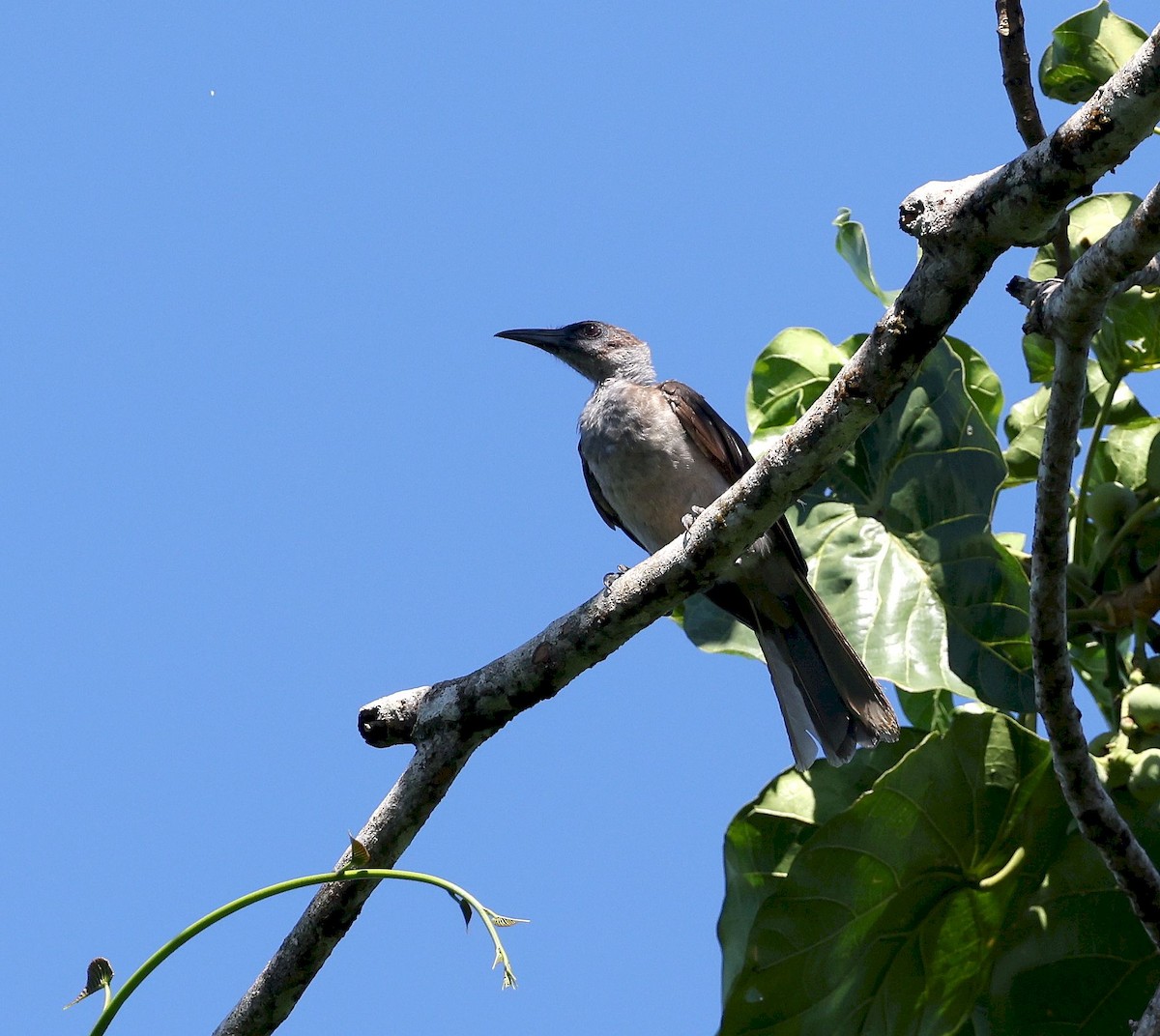 New Britain Friarbird - ML640705851