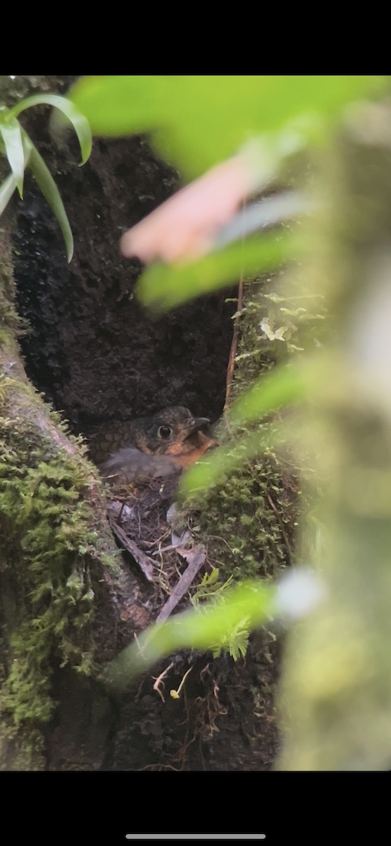 Scaled Antpitta - ML640705875