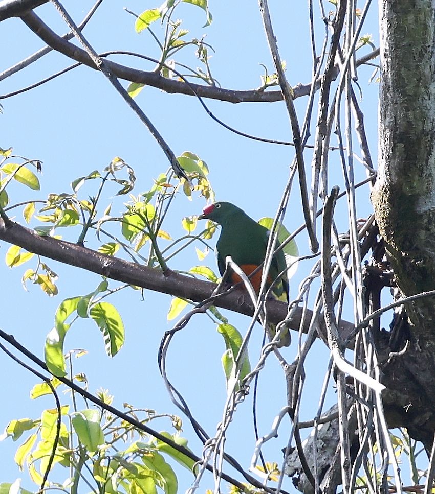 Knob-billed Fruit-Dove - ML640705903