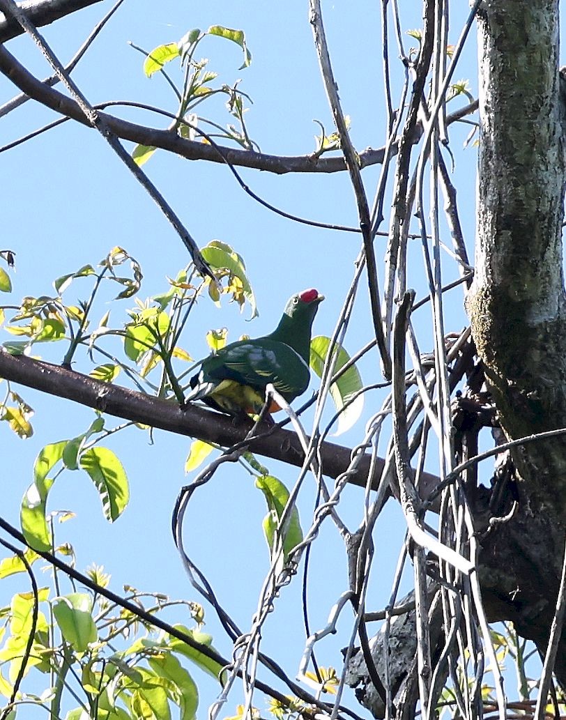 Knob-billed Fruit-Dove - ML640705918