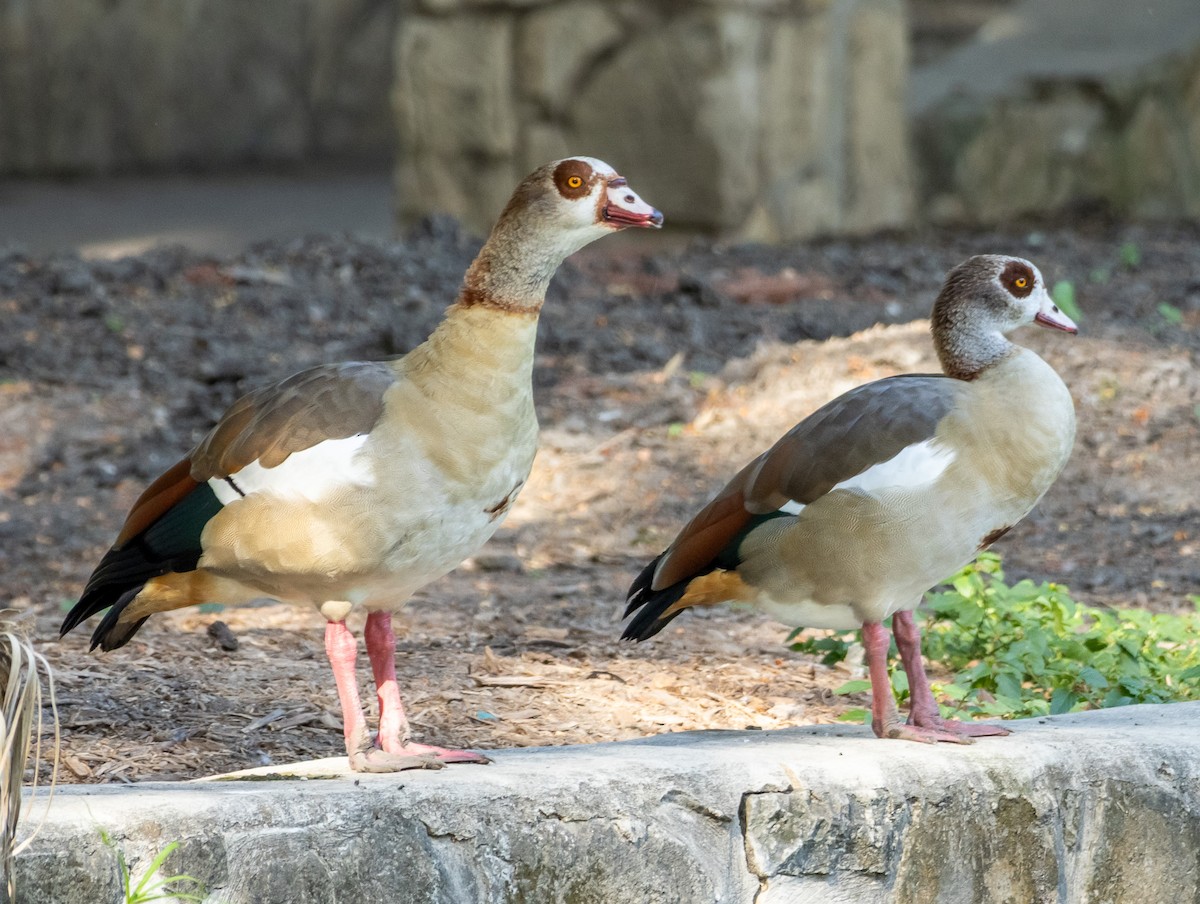 Egyptian Goose - ML640705964