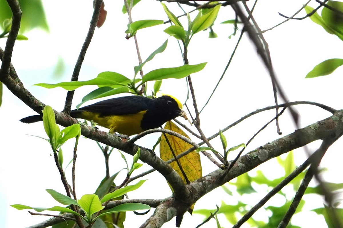 Sultan Tit (Yellow-crested) - ML640705972