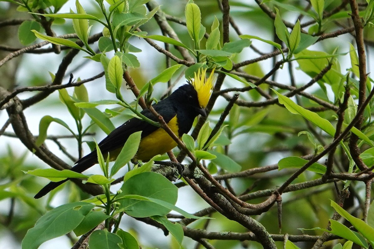 Sultan Tit (Yellow-crested) - ML640706013