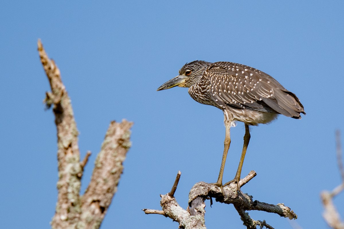Yellow-crowned Night Heron - ML640706037