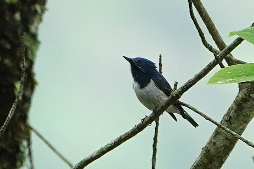 Ultramarine Flycatcher - ML640706038