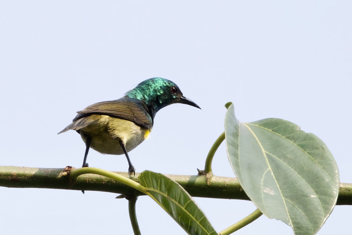 Green-headed Sunbird - ML640706040