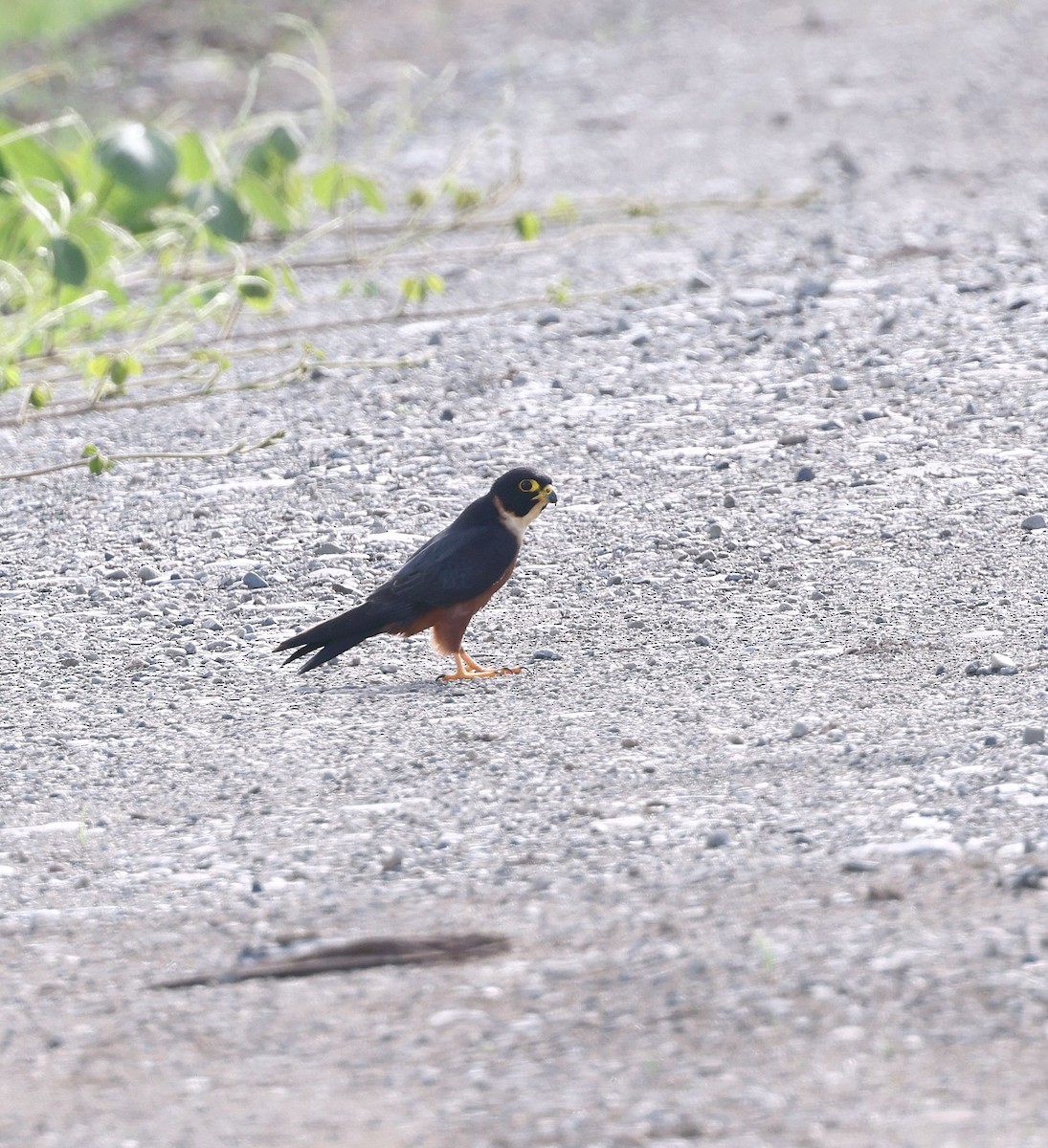 Oriental Hobby - ML640706105