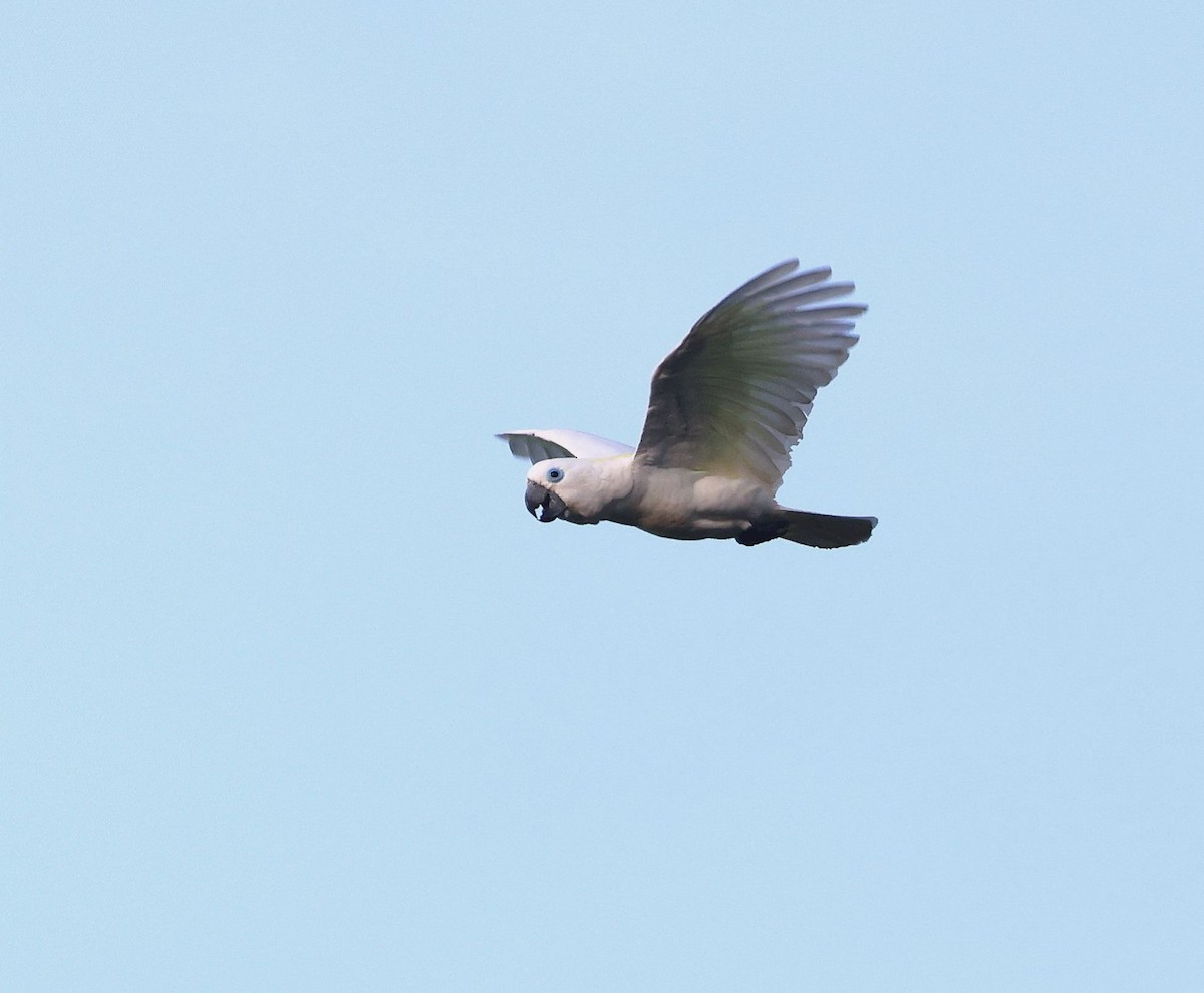 Blue-eyed Cockatoo - ML640706124