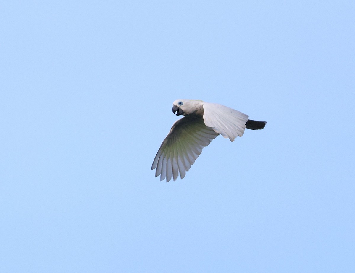 Blue-eyed Cockatoo - ML640706145