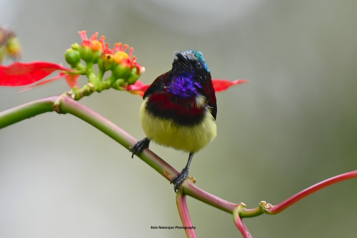 Crimson-backed Sunbird - ML640706164