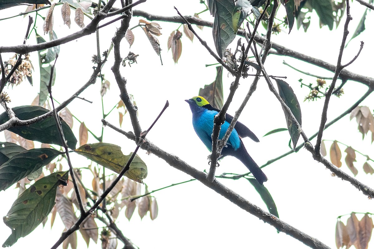Paradise Tanager - ML640706202