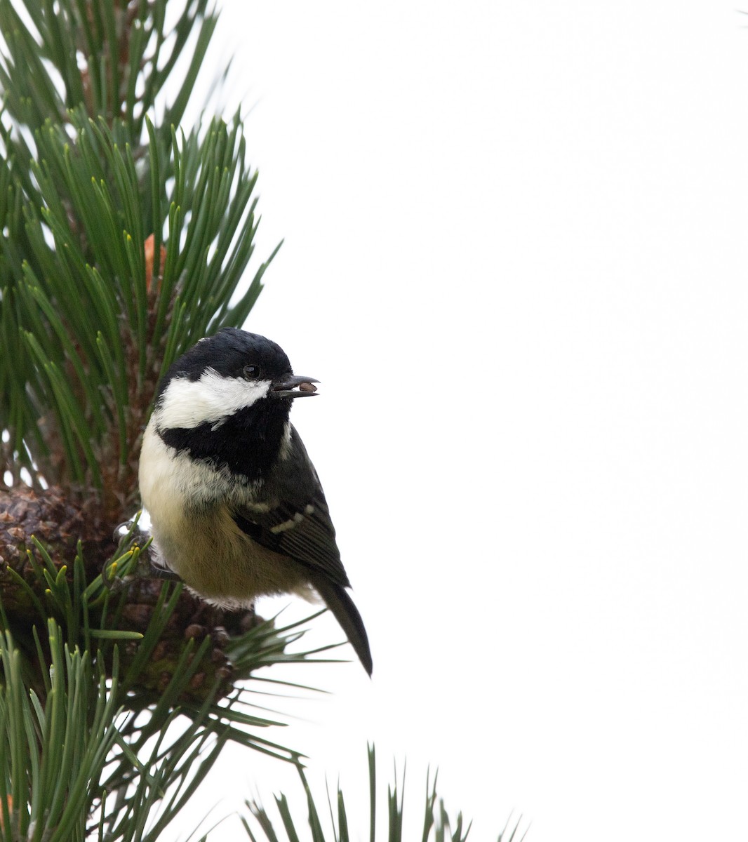 Mésange noire - ML640706231