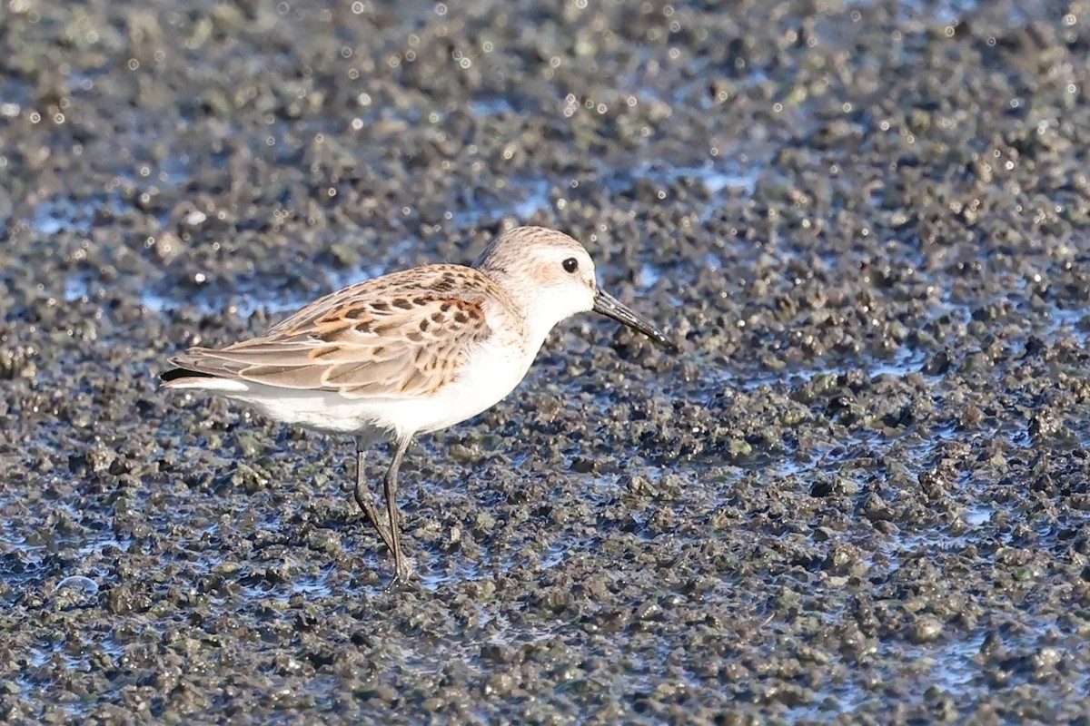 Txirri alaskarra - ML640706236