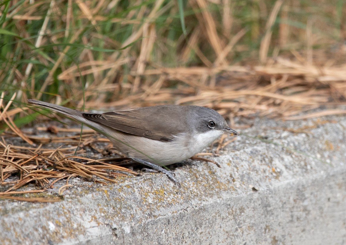 Fauvette babillarde - ML640706270