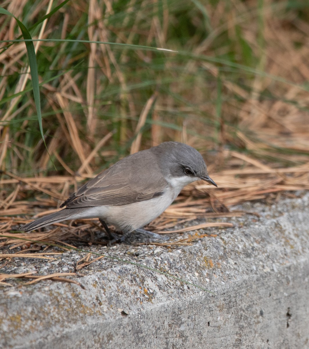 Fauvette babillarde - ML640706271