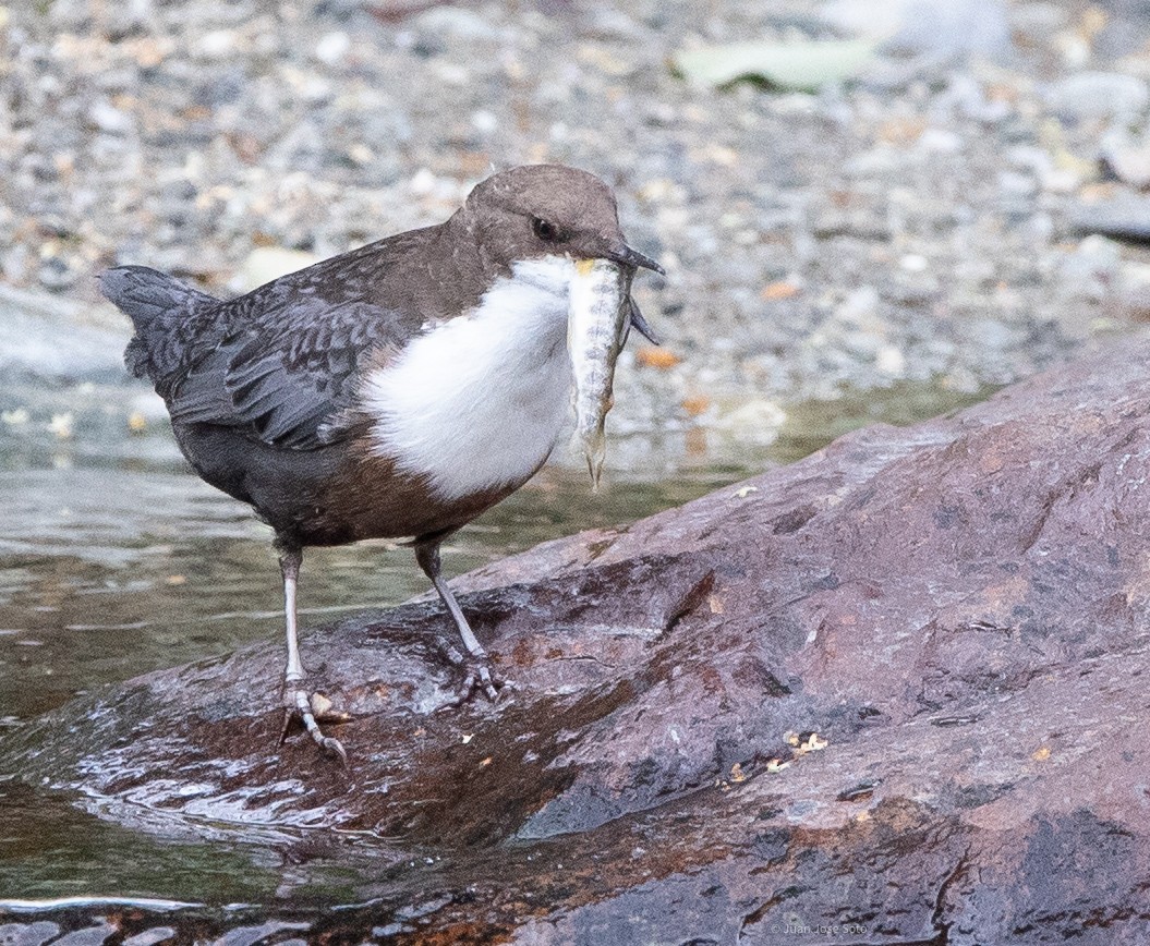 Cincle plongeur - ML640706280