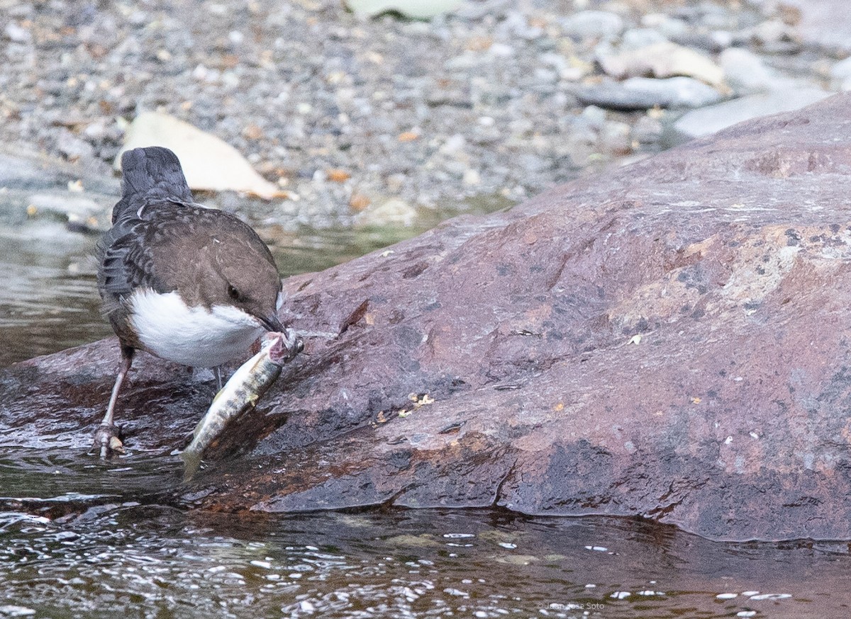 Cincle plongeur - ML640706281