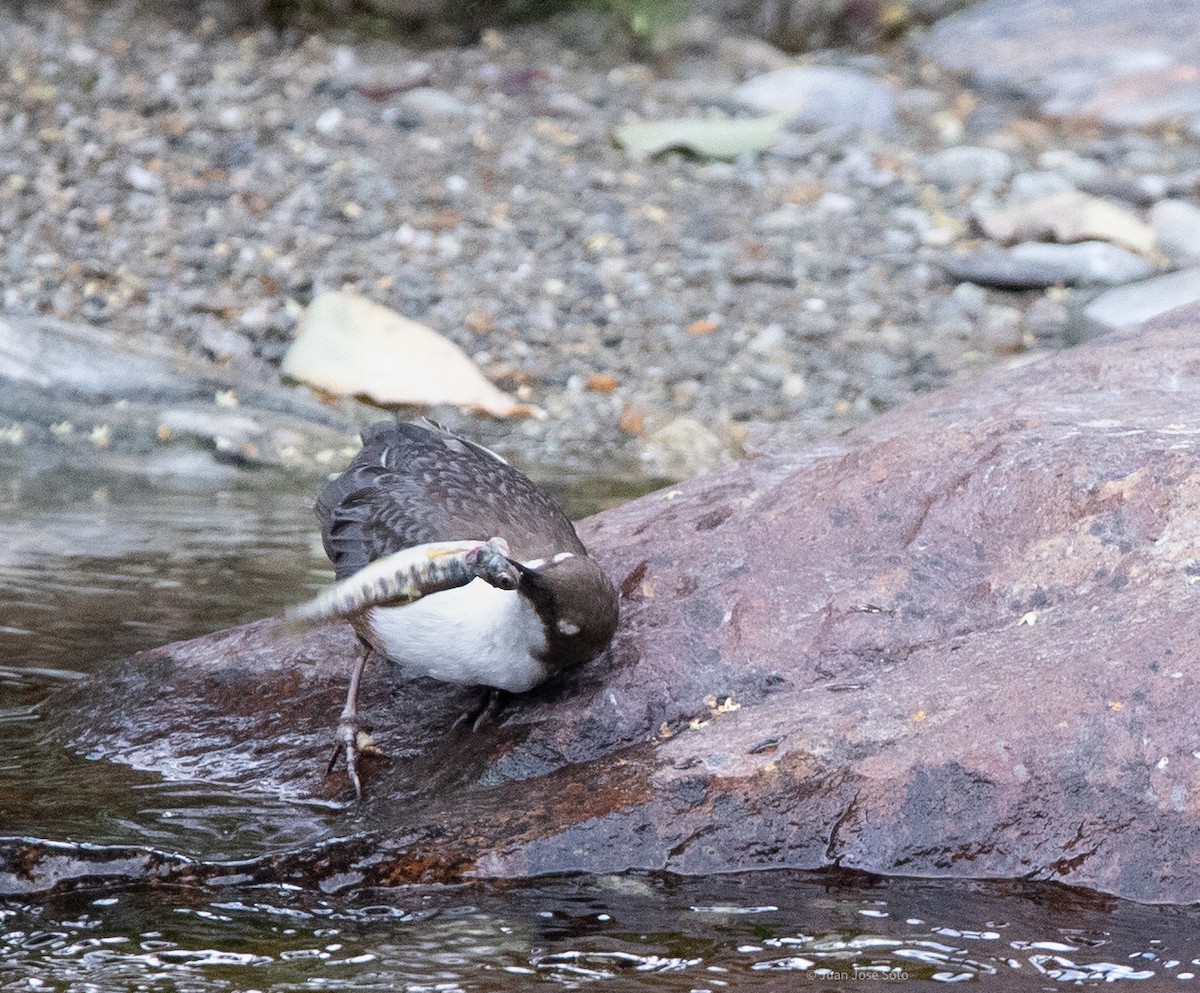 Cincle plongeur - ML640706282