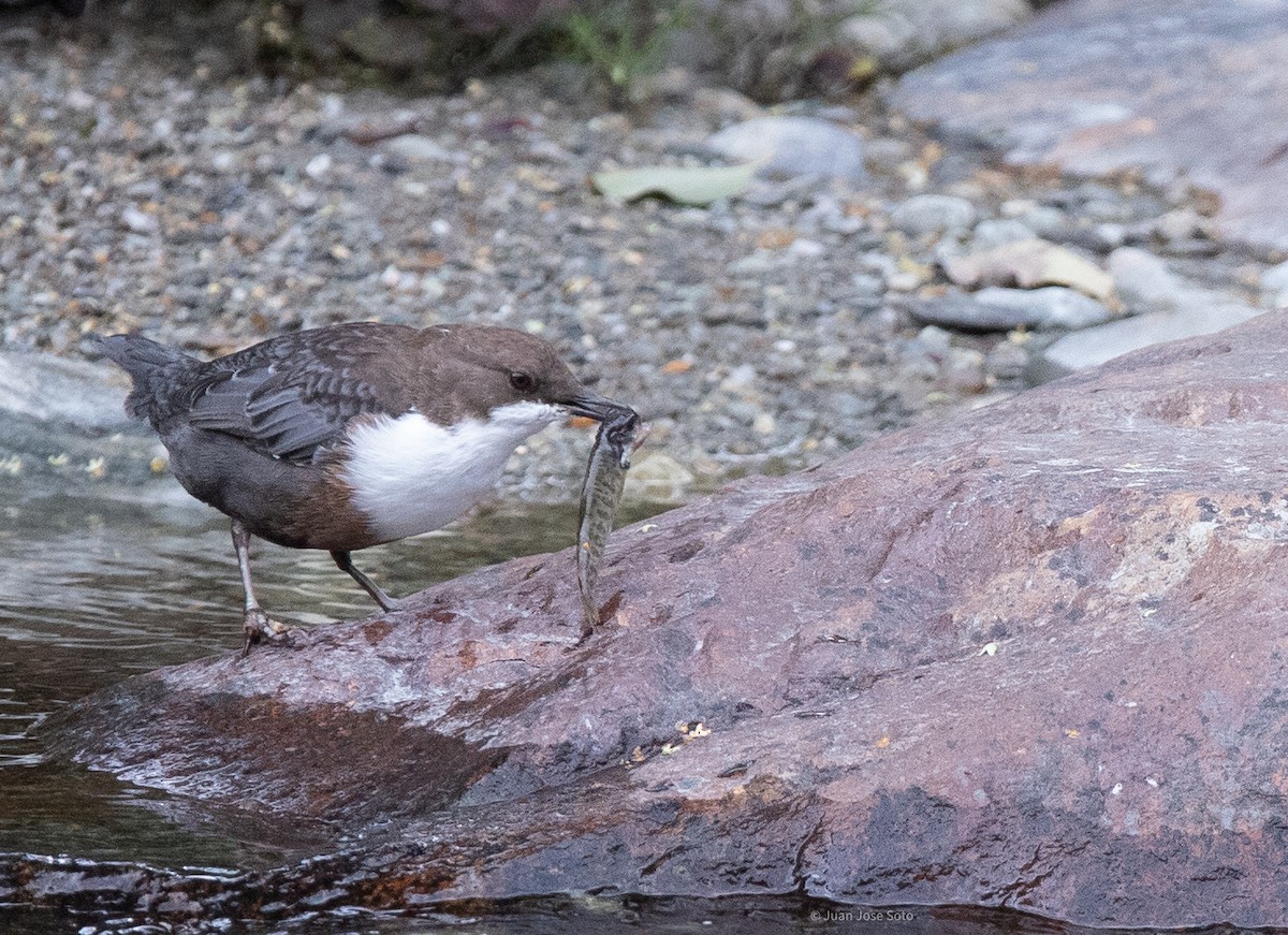 Cincle plongeur - ML640706283