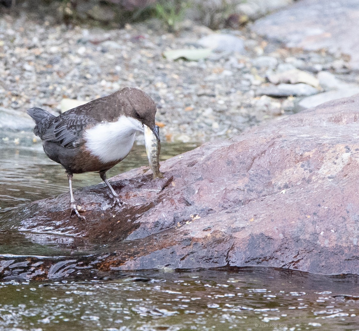 Cincle plongeur - ML640706284