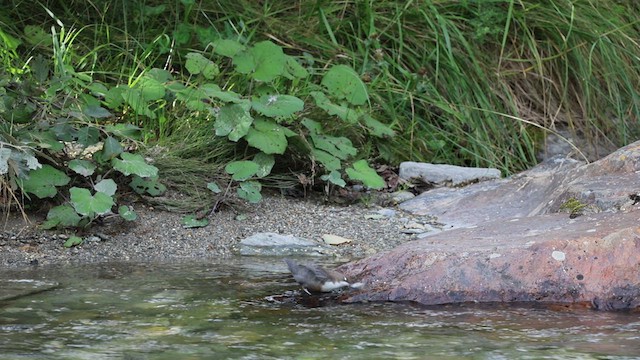 ムナジロカワガラス - ML640706290