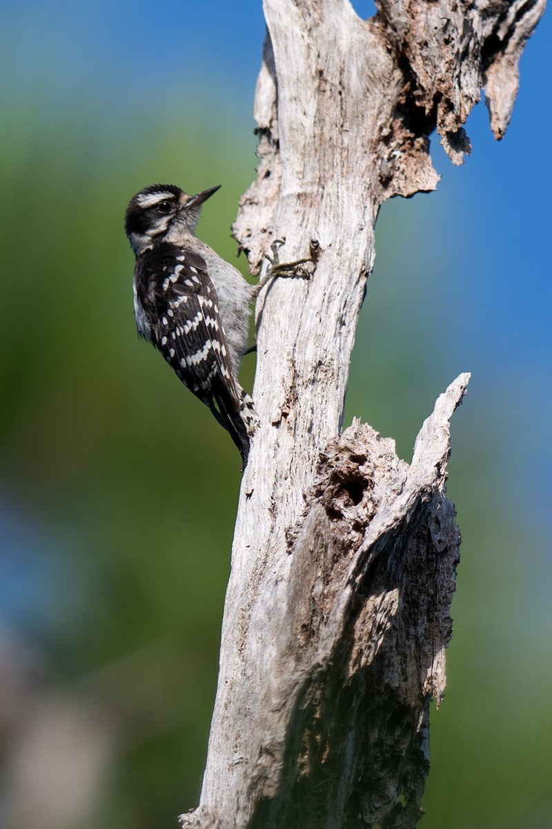 Downy Woodpecker - ML640706299