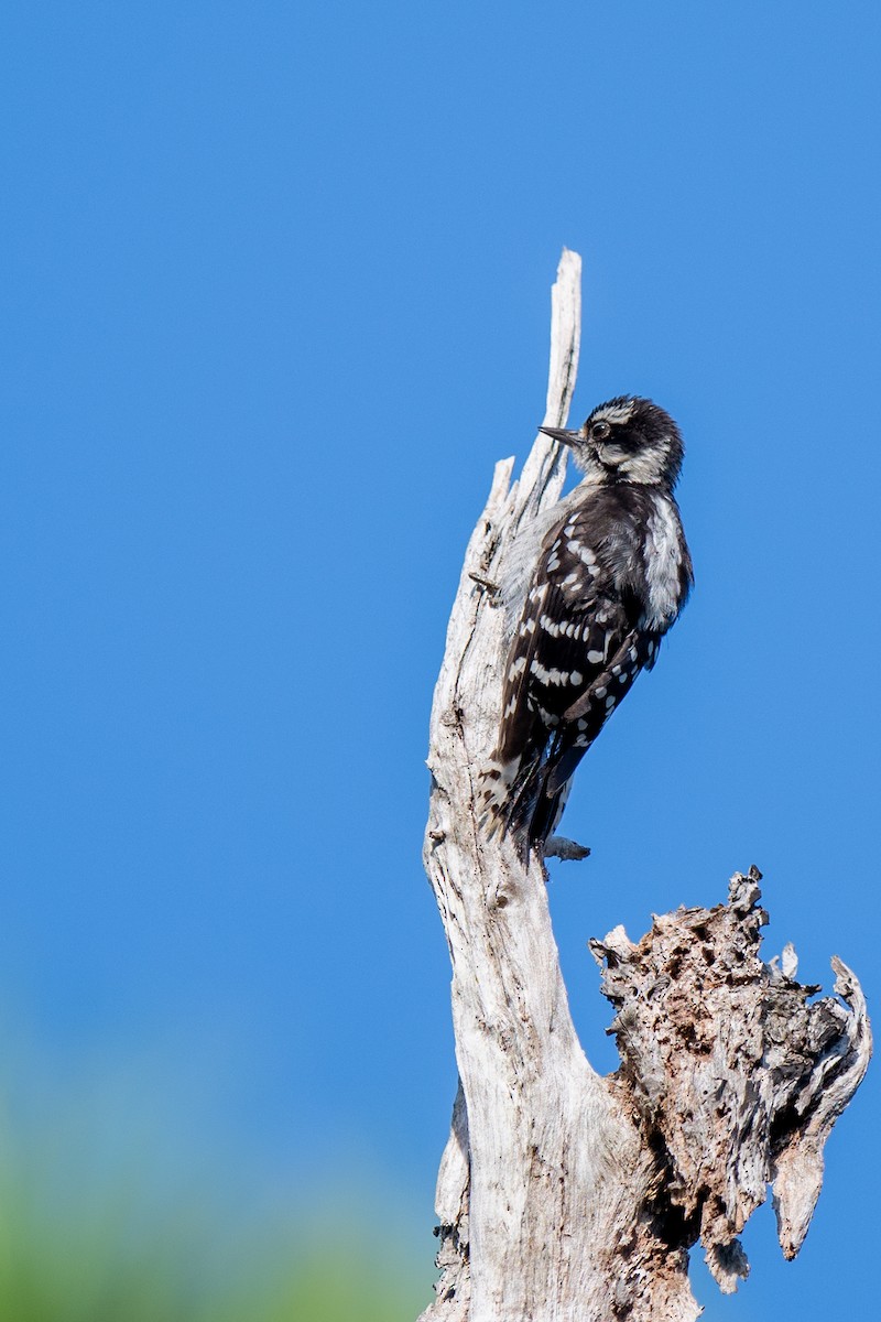 Downy Woodpecker - ML640706300