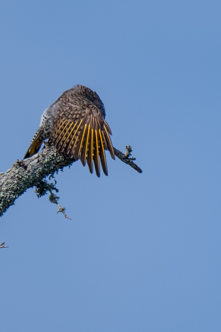 Northern Flicker - ML640706309