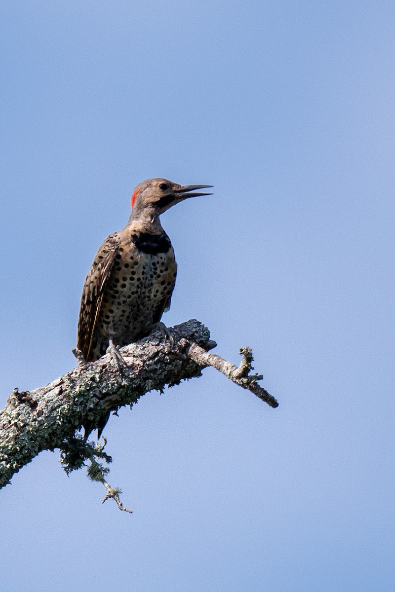 Northern Flicker - ML640706310