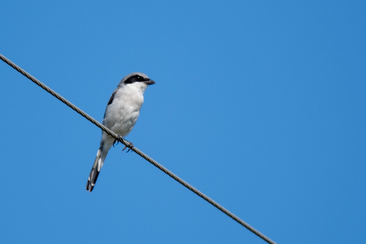 Loggerhead Shrike - ML640706323