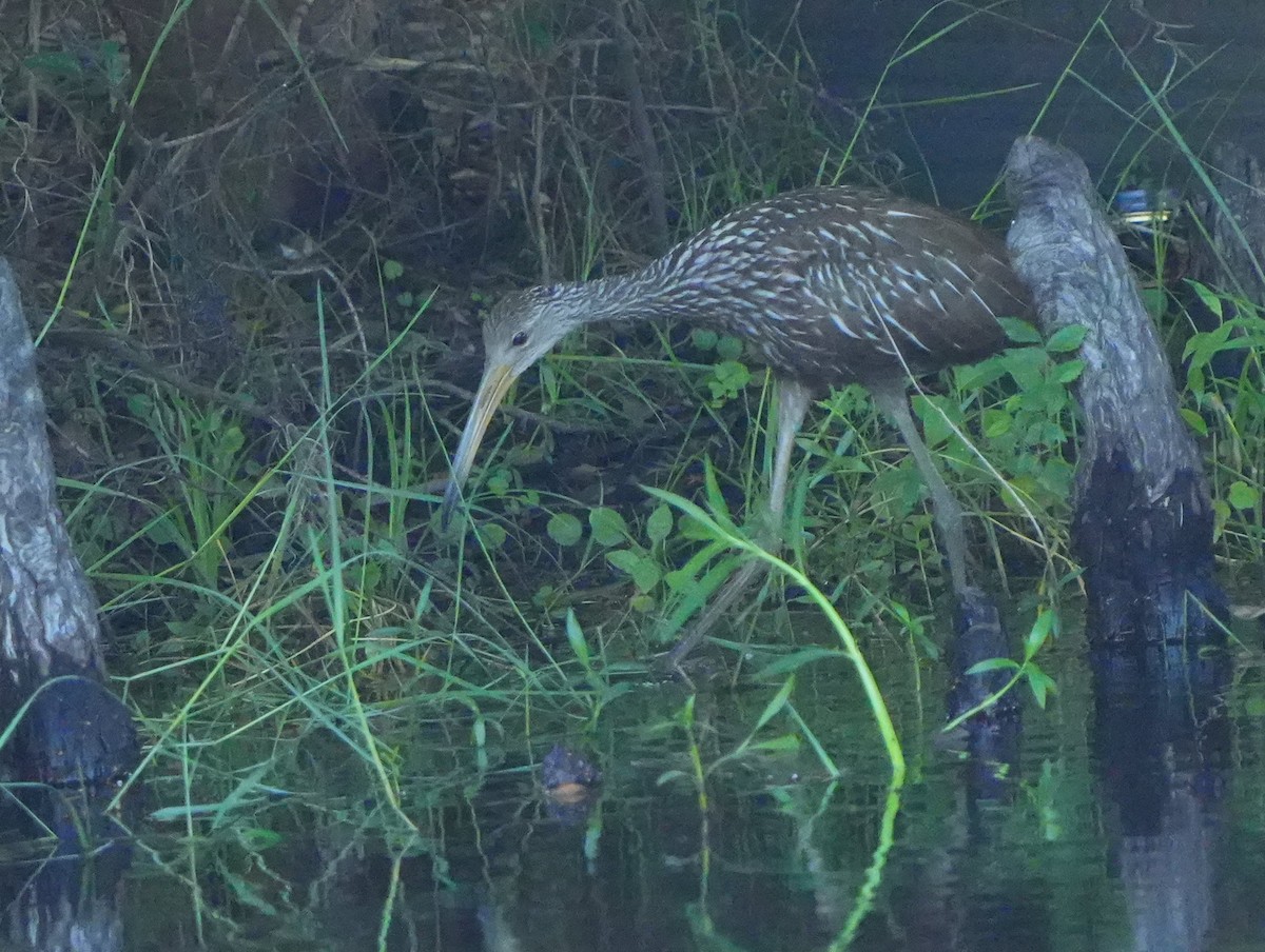 Limpkin - ML640706331