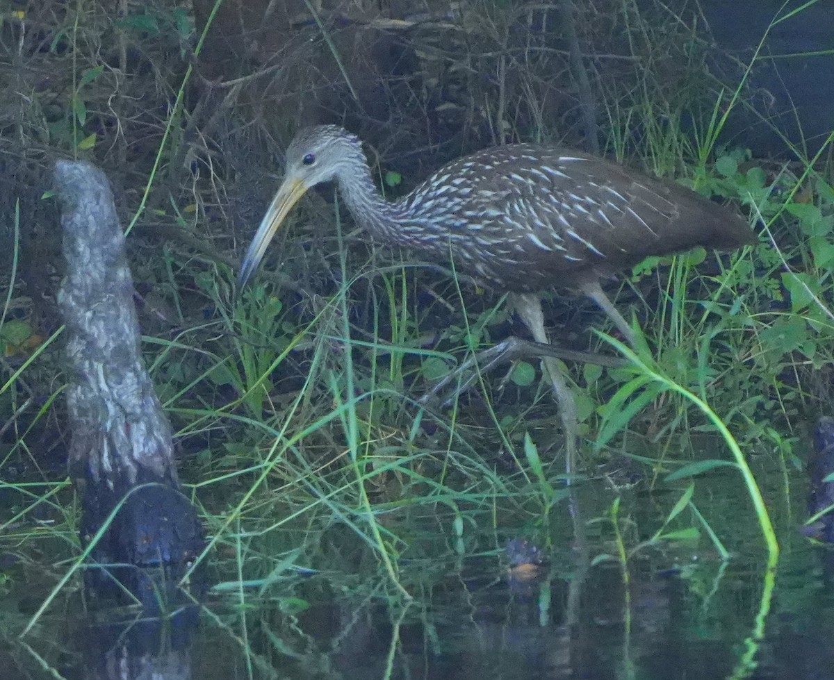 Limpkin - ML640706334