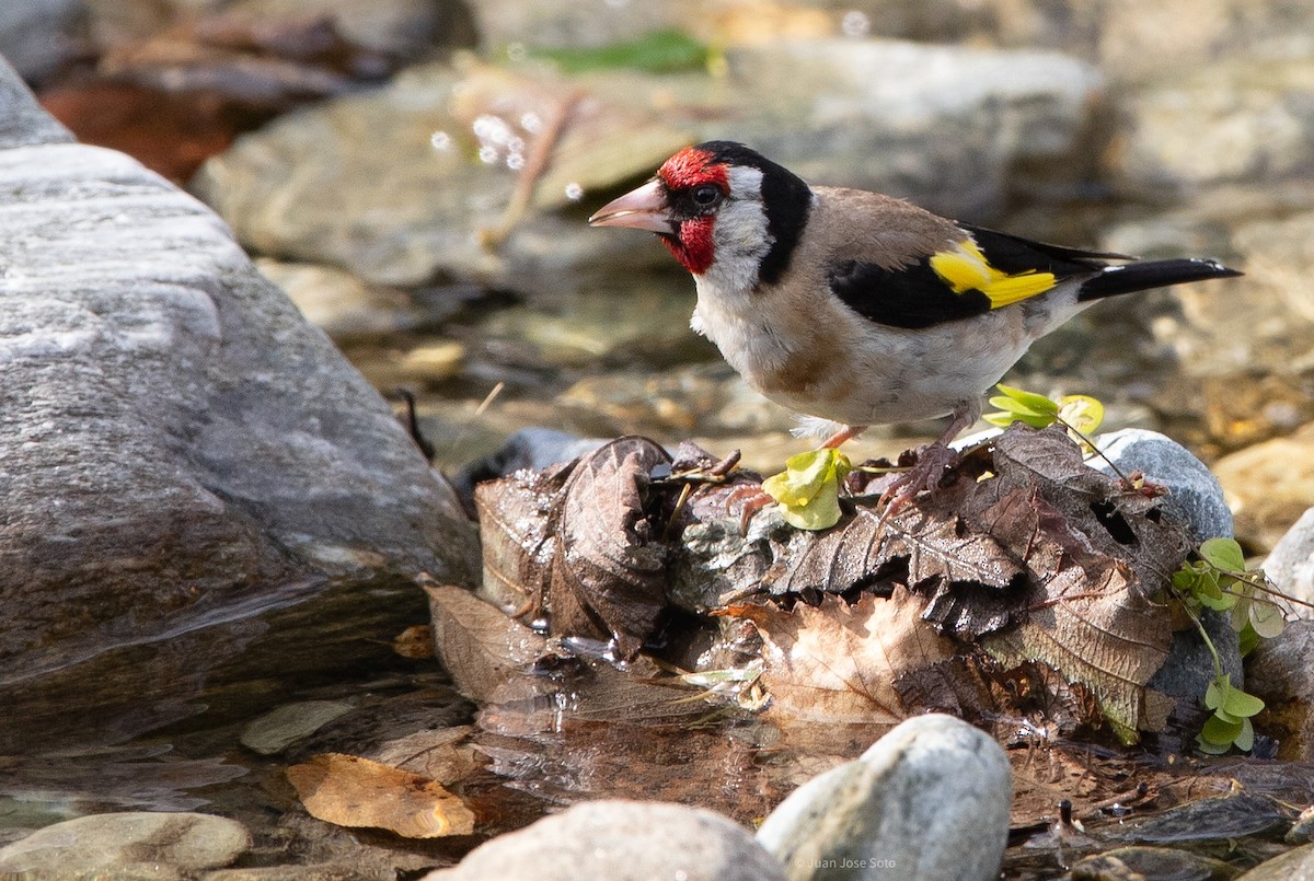 Chardonneret élégant - ML640706338
