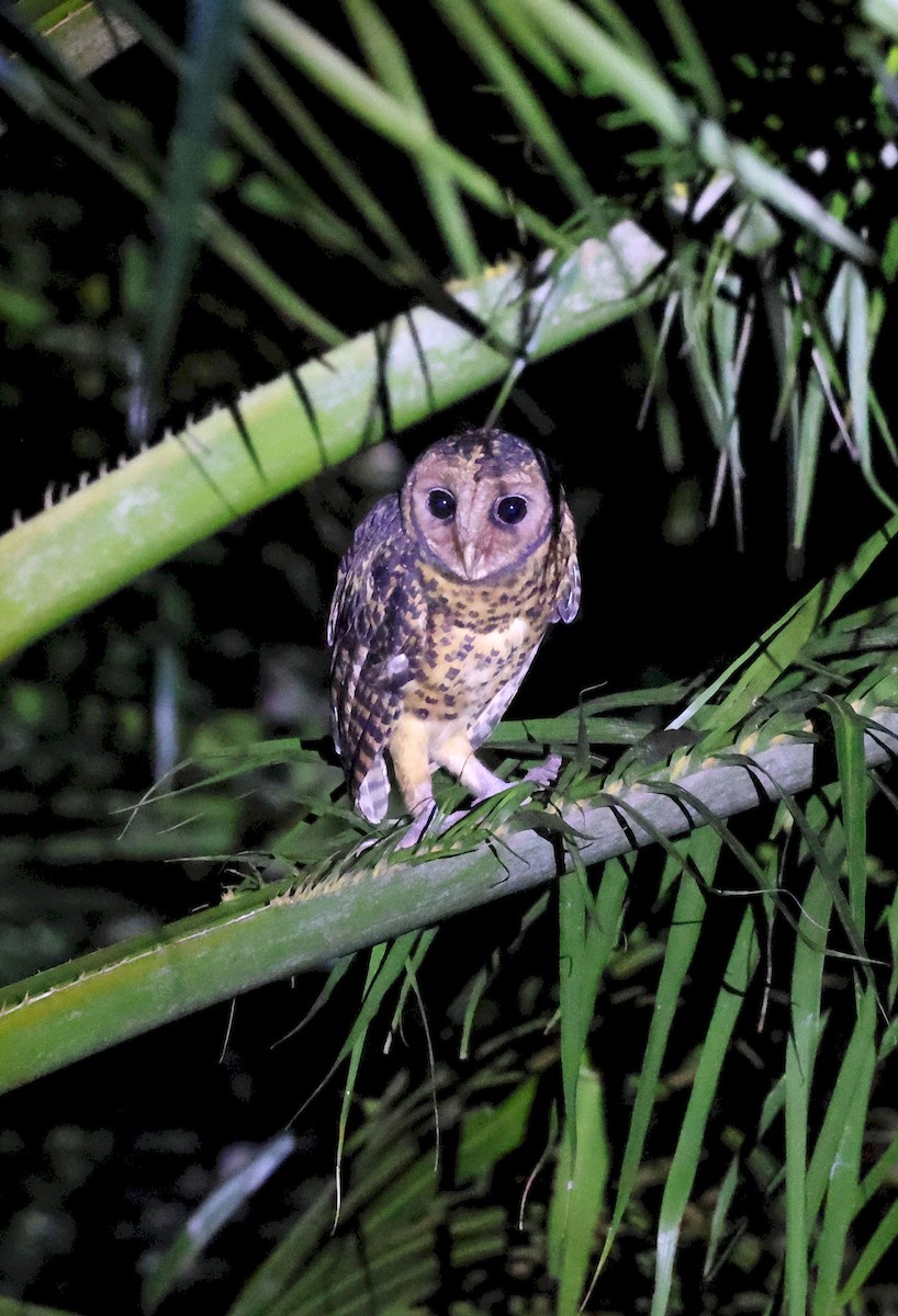 Golden Masked-Owl - ML640706354