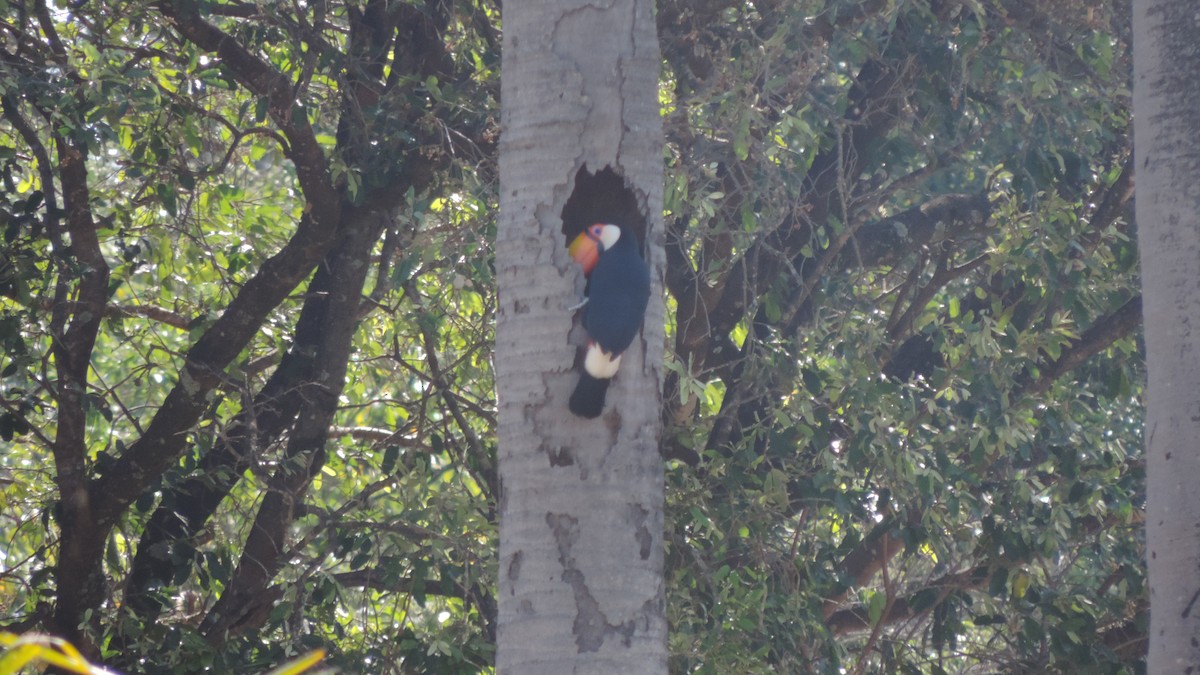 Toco Toucan - ML640706356
