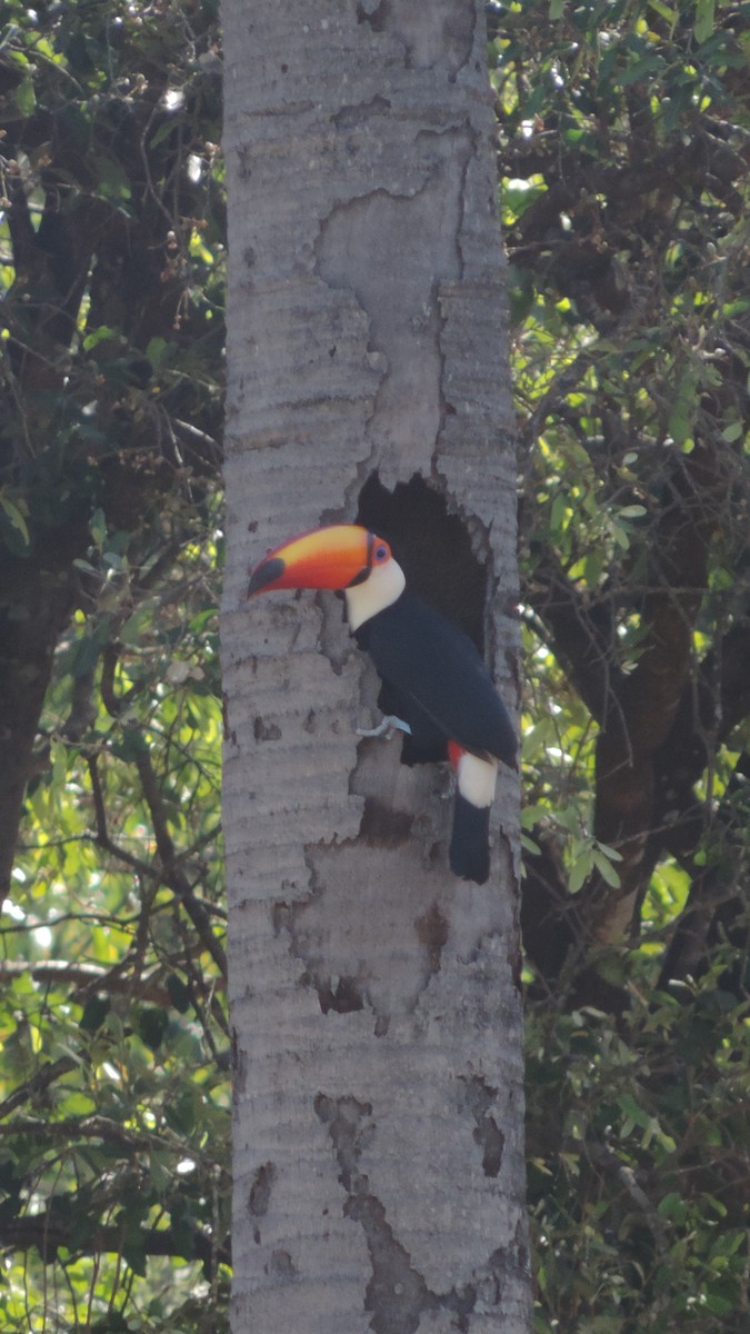 Toco Toucan - ML640706359