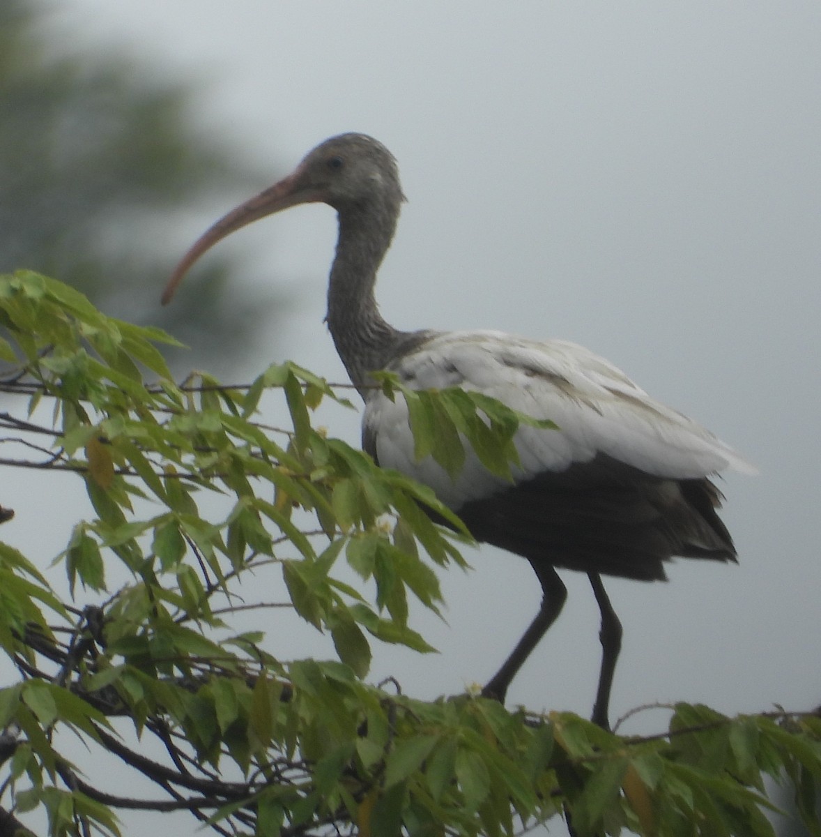 Ibis blanc - ML640706364