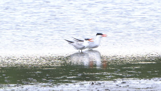 Caspian Tern - ML640706367